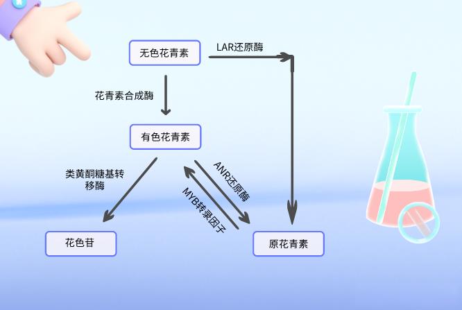 Anthocyanidins, Anthocyanins, and Proanthocyanidins